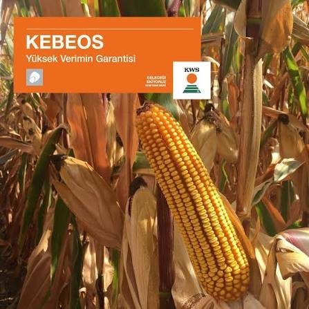 KWS KEBEOS gibridi