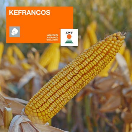 KWS KEFRANCOS gibridi